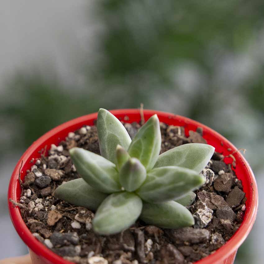 Succulents Online